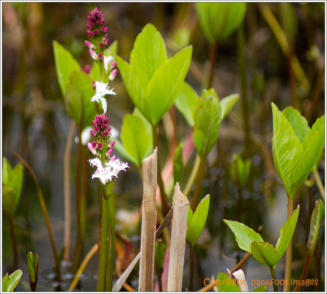 bog-bean - fieberklee (menyanthes trifoliata)