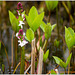 bog-bean - fieberklee (menyanthes trifoliata)