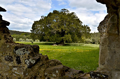 Waverley Abbey ruins - Yew Tree