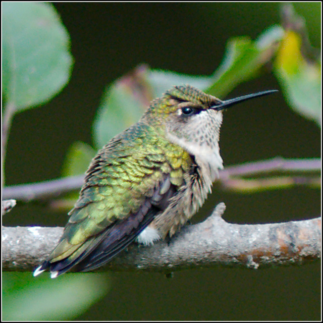 Hummingbird