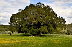 Waverley Abbey ruins - Yew Tree 2014