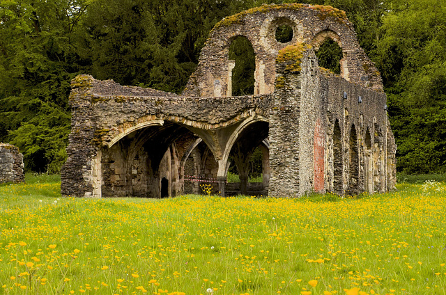Waverley Abbey ruins 2014