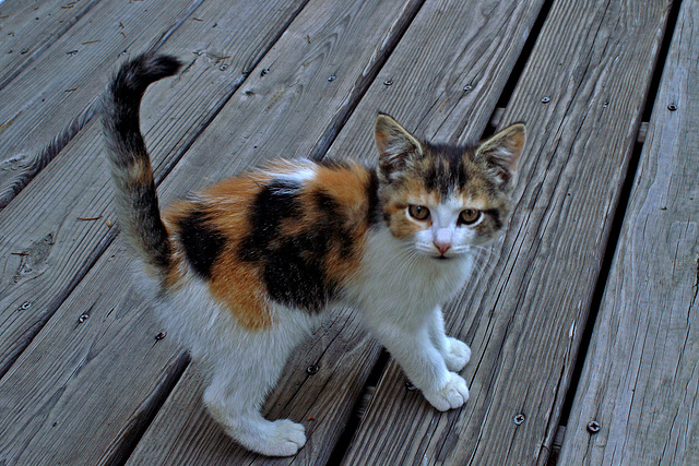 Calico Kitten