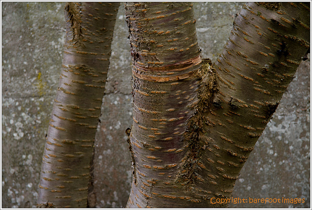 kirschbaum/stamm - cherry tree/trunk