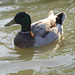 Paisible canard
