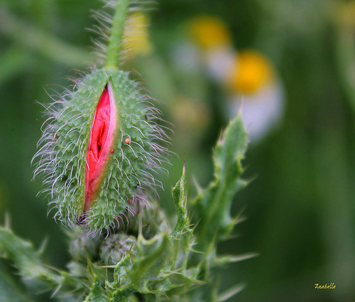 Eclosion