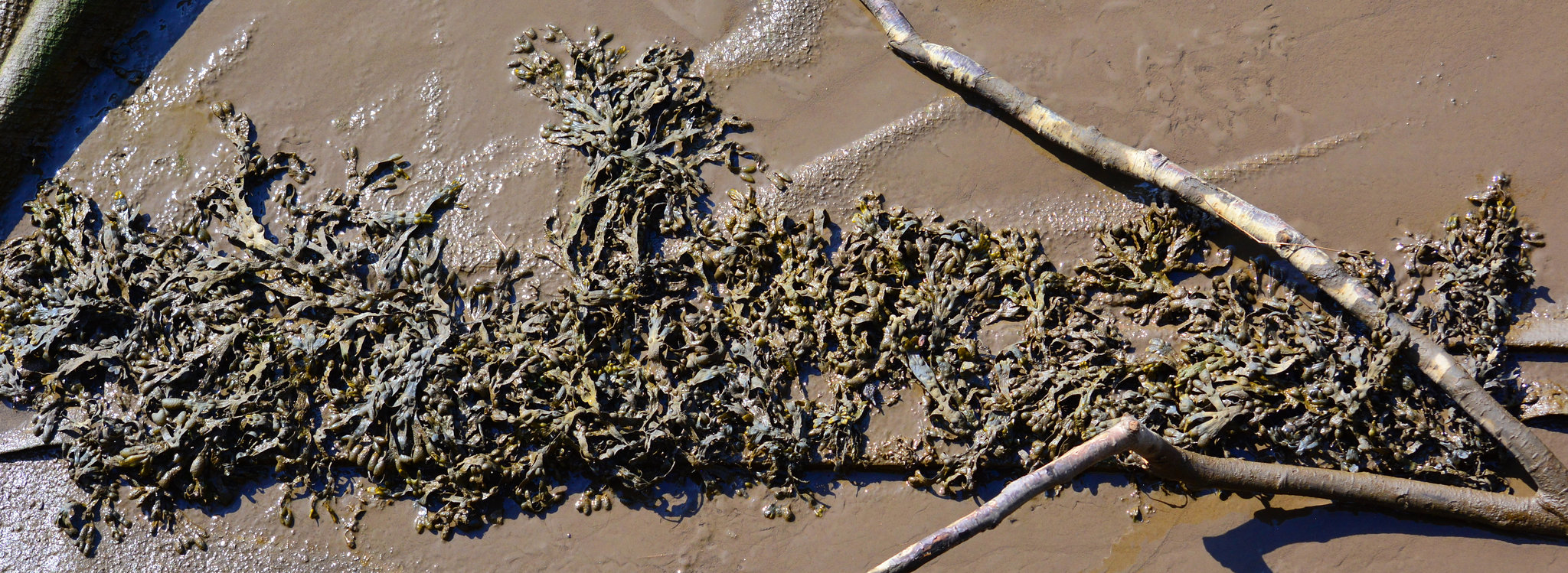 Seaweed decking
