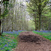 Binton Woods path