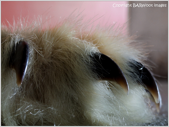 polar-bear paw