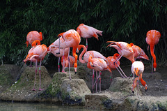 Parc aux oiseaux - Villars les Dombes