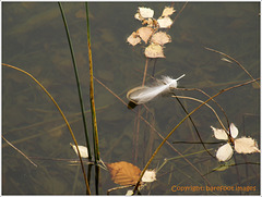 am safirsee (2)