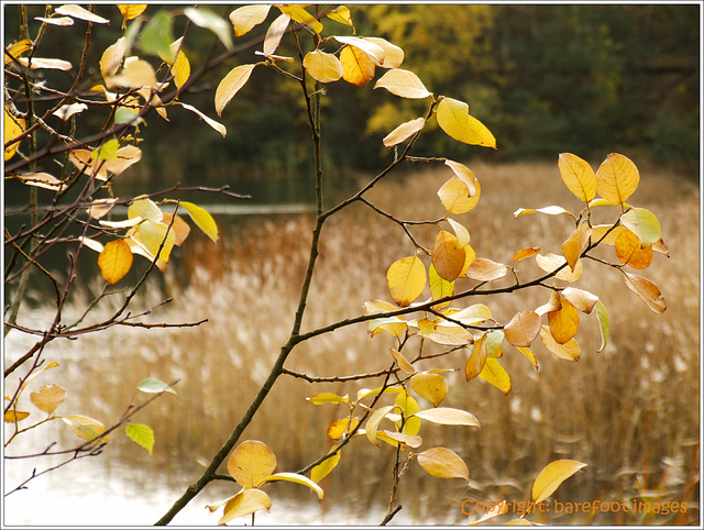 am safirsee (1)