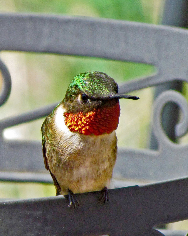 Ruby-throated Hummingbird