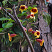 Crossvine Flowers