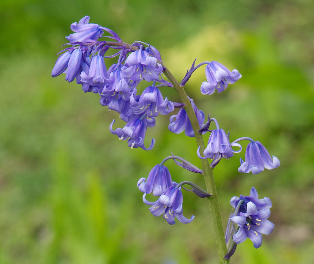 Bluebell