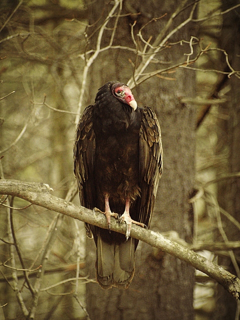 Cathartes aura, The Noble Turkey Vulture