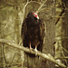 Cathartes aura, The Noble Turkey Vulture