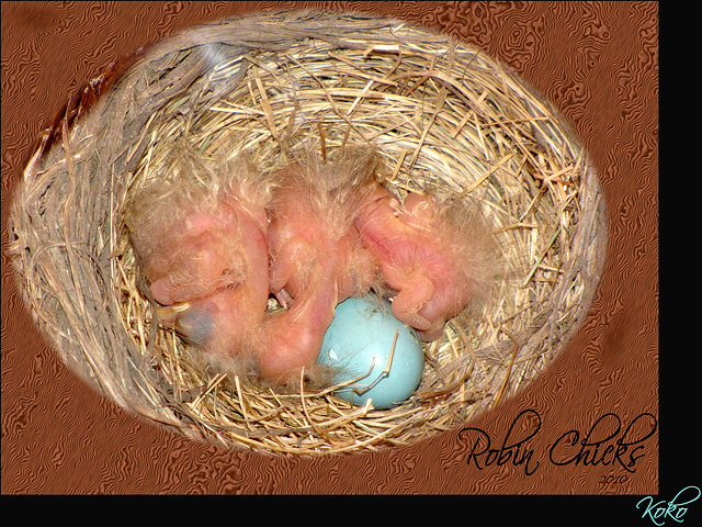 Baby Robins