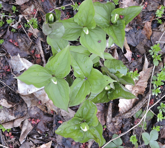 Trillium