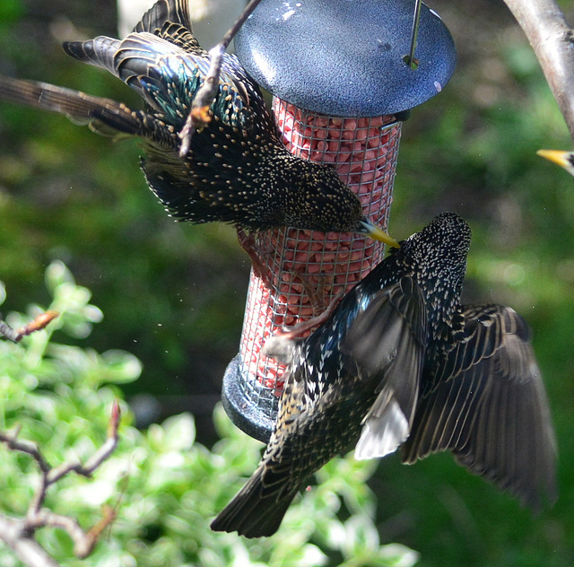 Squabbling Starlings!