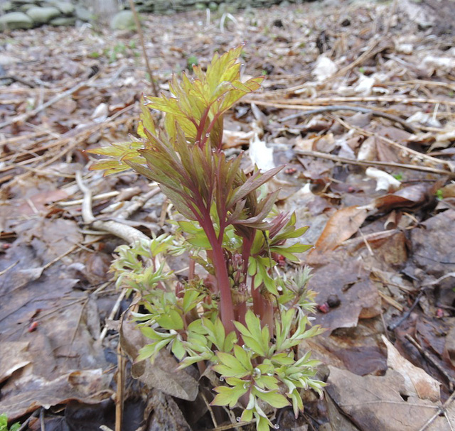 Golden Bleeding Heart