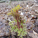 Golden Bleeding Heart