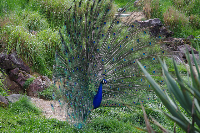 Parc aux oiseaux - Villars les Dombes