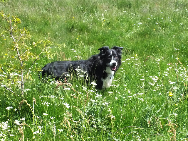 Border Collie Skye