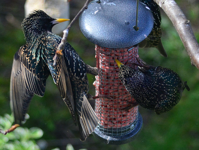 Squabbling Starlings!