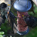 Squabbling Starlings!