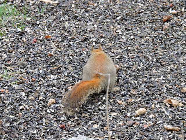 Red Squirrrel