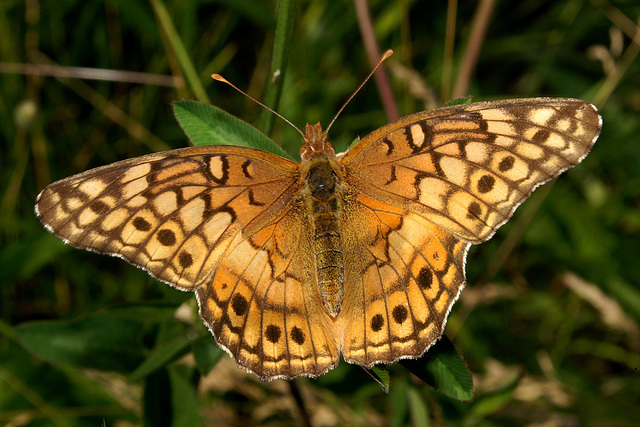 Variegated Fritillary Butterfly