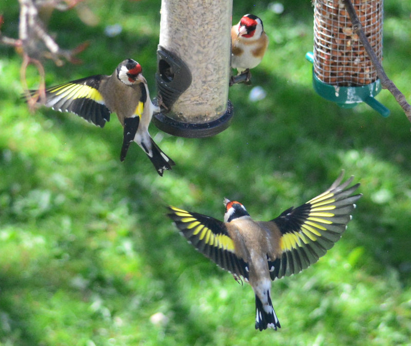 Flight and fight