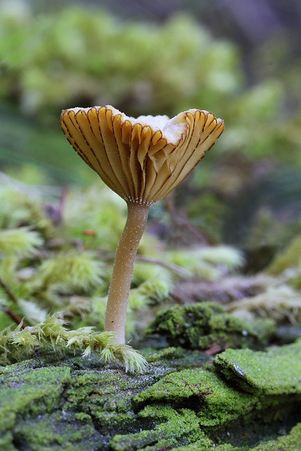 Mushroom Lichen