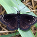 Common Sootywing Butterfly