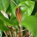 Restrepia trichoglossa