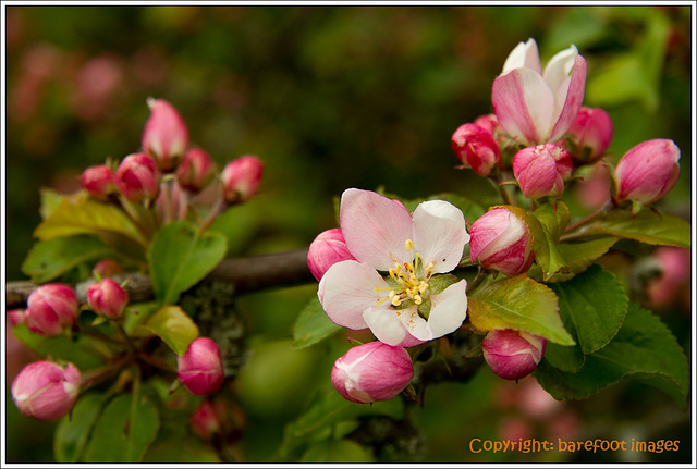 erste apfelblüten