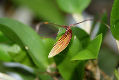 Restrepia trichoglossa (3)