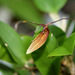 Restrepia trichoglossa (3)