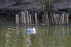 Parc aux oiseaux - Villars les Dombes