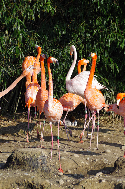 Parc aux oiseaux - Villars les Dombes