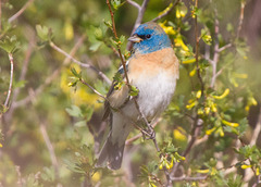 Lazuli Bunting