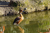 Parc aux oiseaux - Villars les Dombes