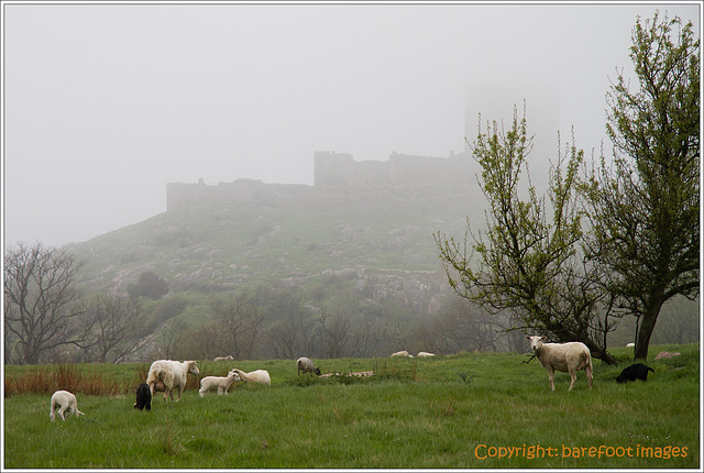 hammershus mit schafen/with sheep