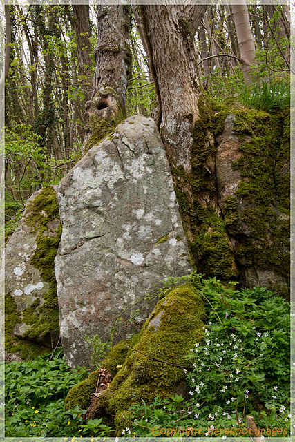 der gefangene baum