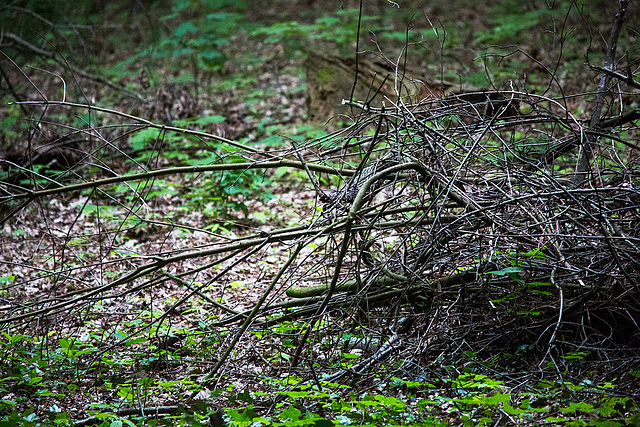 20140504 2678VRTw [D~HVL] Park, Schloss Nennhausen, Nennhausen