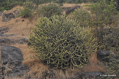 20120125-9424 Euphorbia neriifolia L.