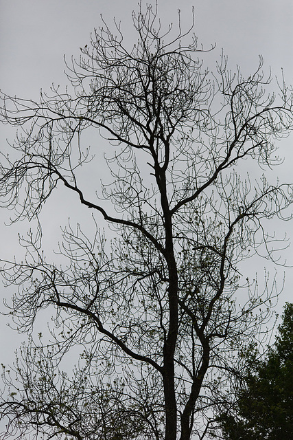 20140504 2676VRTw [D~HVL] Park, Schloss Nennhausen, Nennhausen