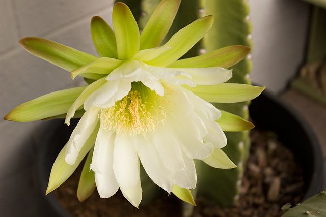 Peruvian Apple Cactus flower