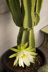 Peruvian Apple Cactus flower